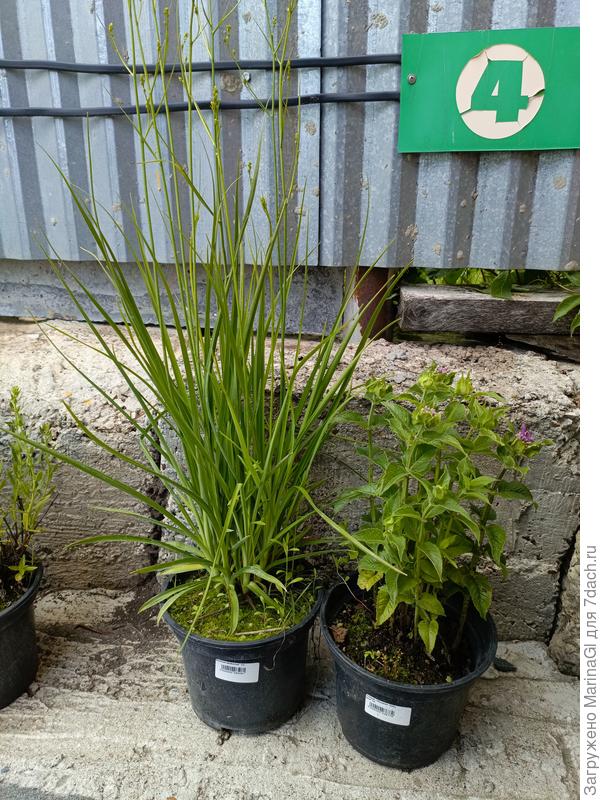 Венечник и монарда