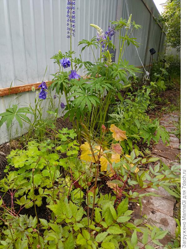 Из-под этой аквилегии и перетащила астильбу