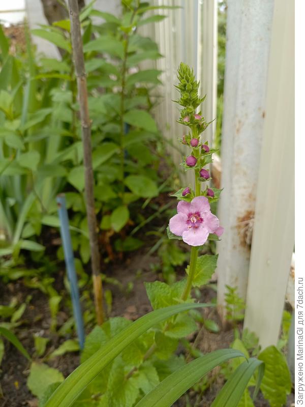 Покупной заграничный коровяк зацвел.. Пока такой, может еще и вырастет))