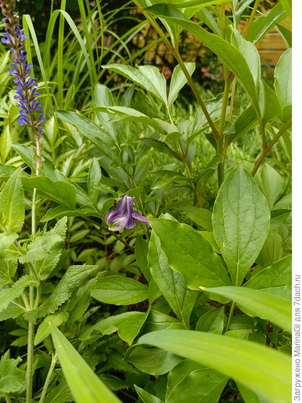 Аквилегия в гуще всякого-разного.. пусть уже и дальше живет