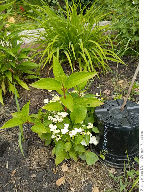 Маленькая ранняя гортензия