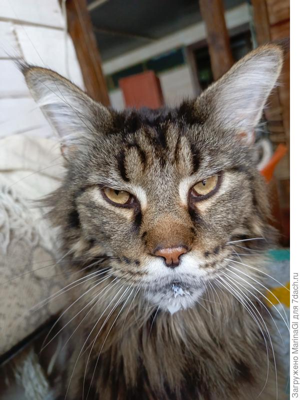 Вытрите уже мне морду и спать..спать..спать..