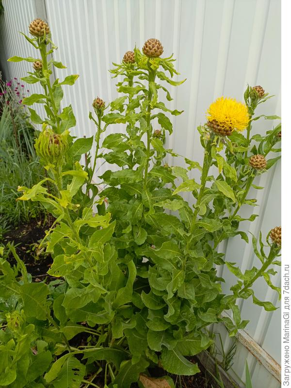 Больше метра в высоту и столько же в обхвате.. Мощь, однозначно)))