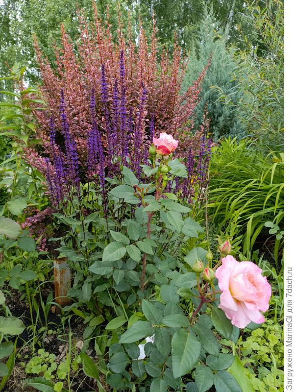 Шалфей и роза