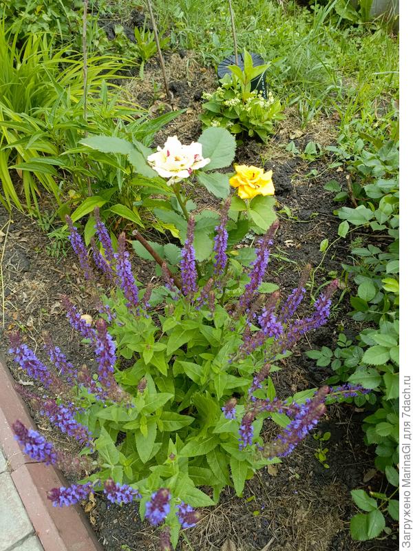 Шалфей и розочка Сим-Салабим