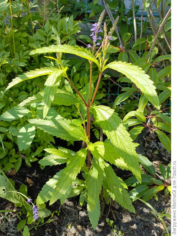 Первый зацвел..