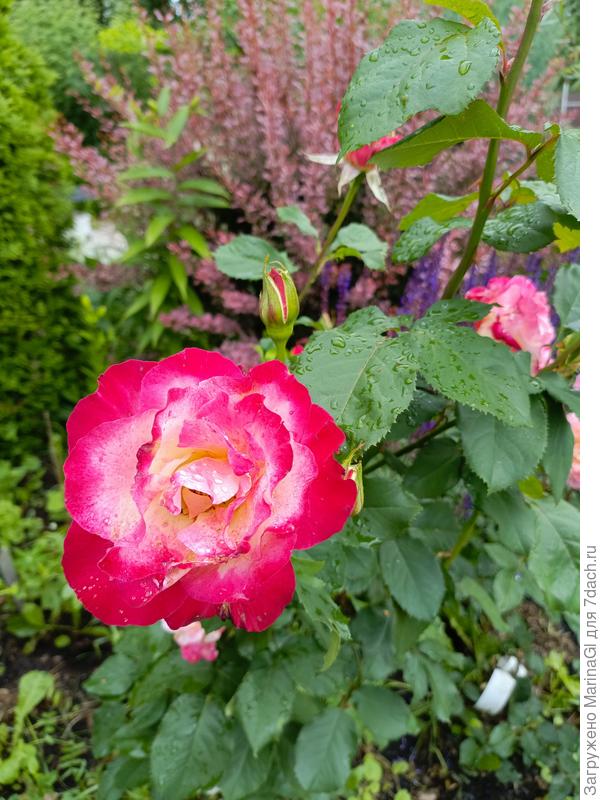 Роза Дабл Делайт