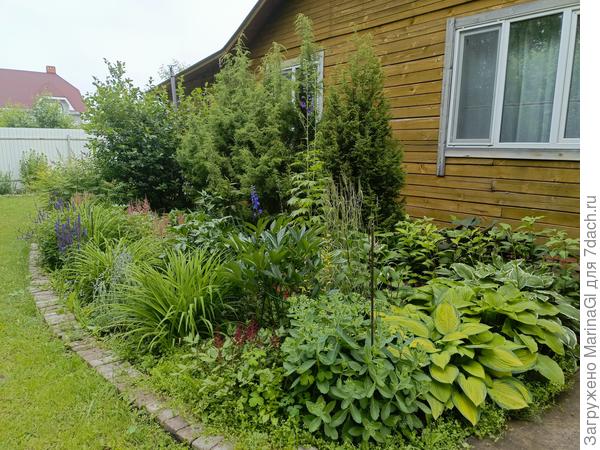 Волжанка или лабазник? Вот в чем теперь вопрос..