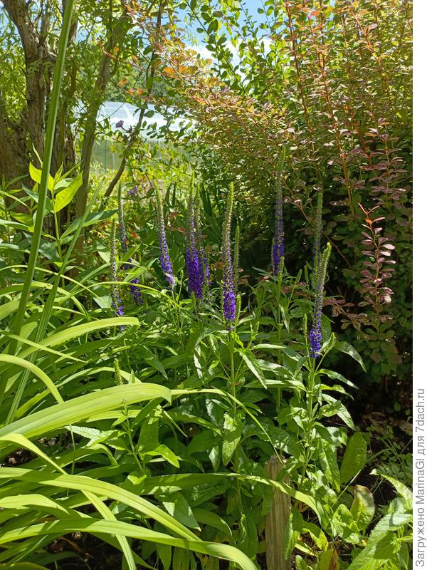 Вероникаструм