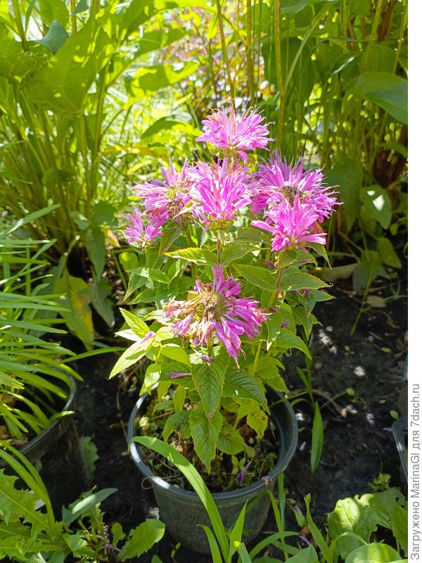 Монарда Bahy Spice