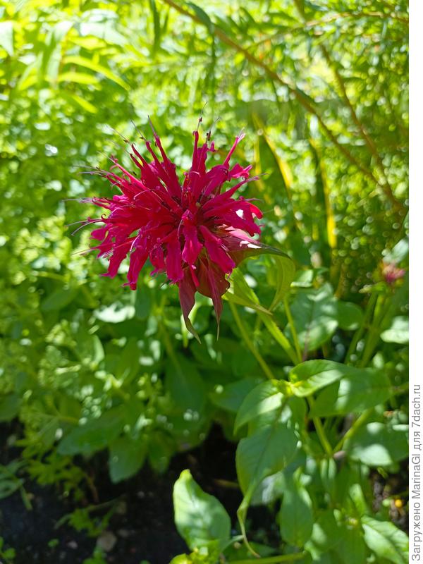 Монарда ub,hblyfz Vf[fujy