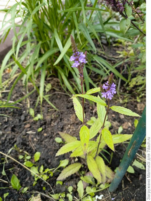 Фиолетовая вербена