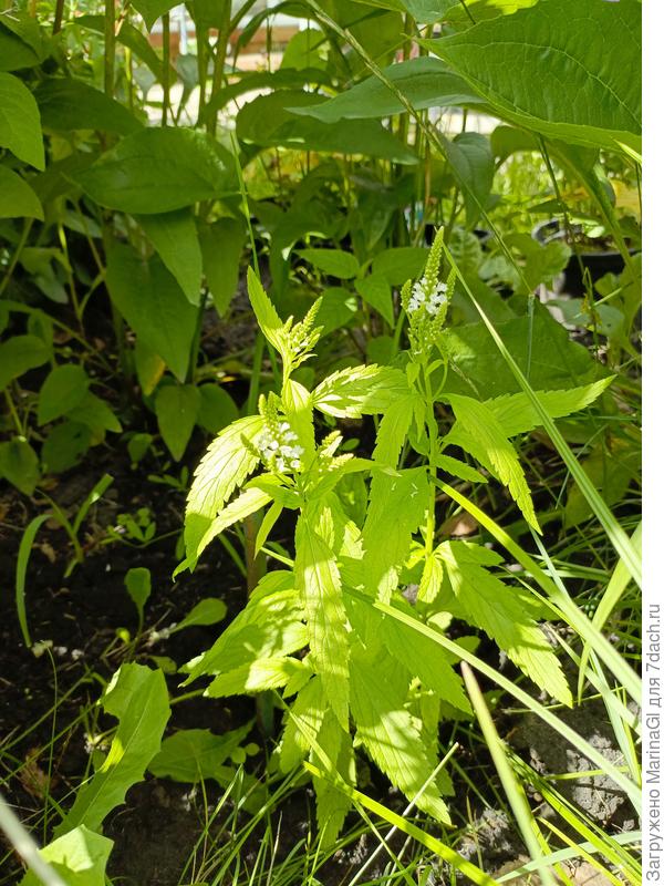 Белая вербена