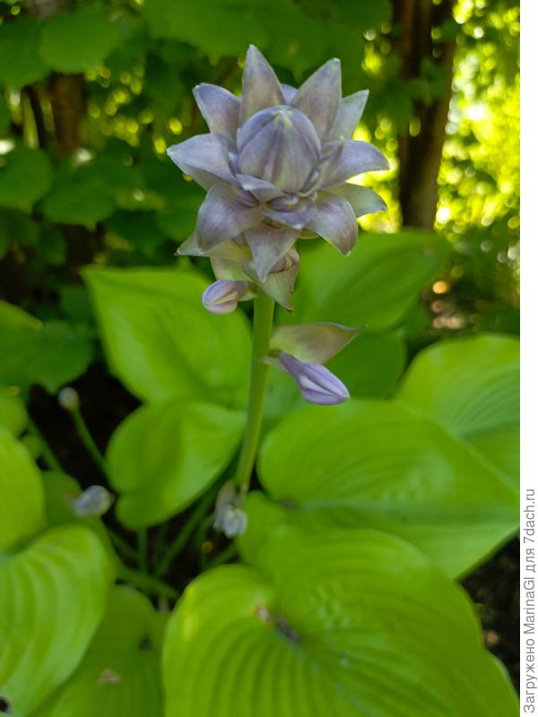 Я совсем не против ТАКИХ синих соцветий хосты