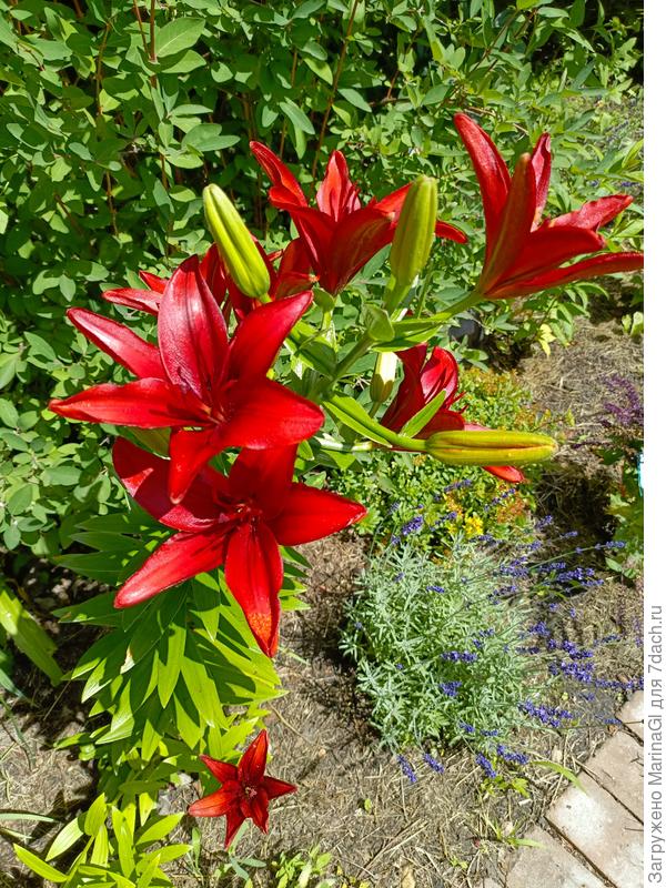 Не черная...