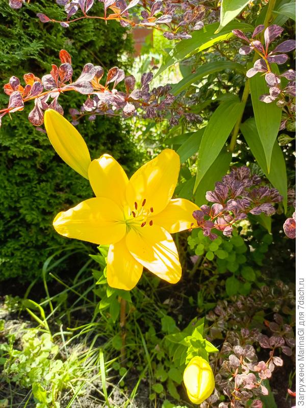 А эта сидит, как оказалось, между туей и барбарисом.. Симпатичная..