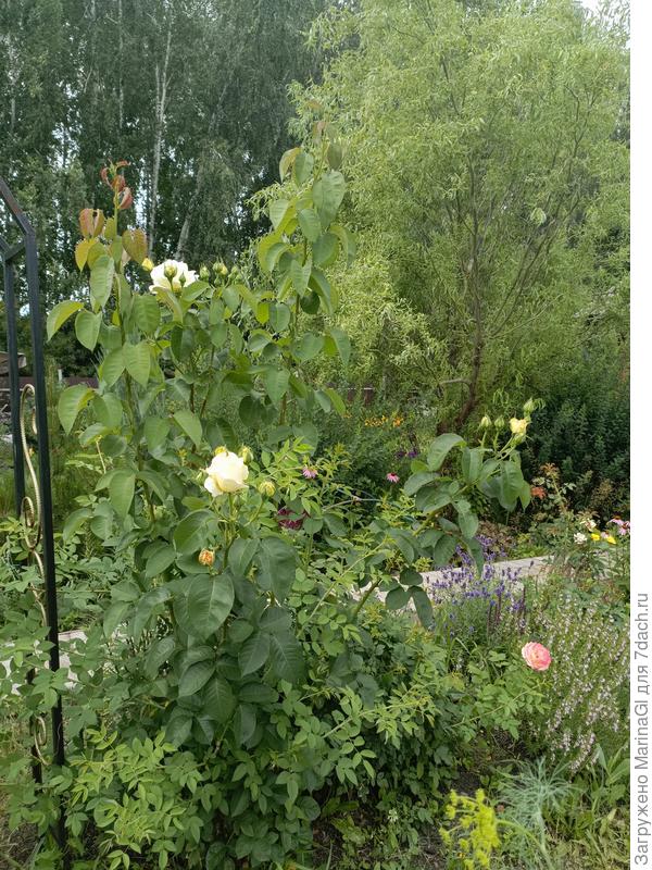 Снимала под ветерком свою любимую розу Шопен, на заднем плане возвышается Вавилонская ива и рядом одна из чернично-листных ив