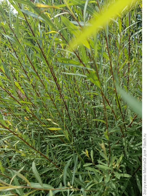 Ива Красная Нана под легким ветерком