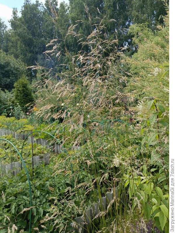 Луговик (щучка) в этом сезоне "разошелся" - очень красиво метелки колышутся по ветерку.. Жаль, телефон не передает реальную картинку