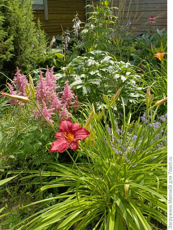 Розовые и бордрвые лилейники пока в раздумии..