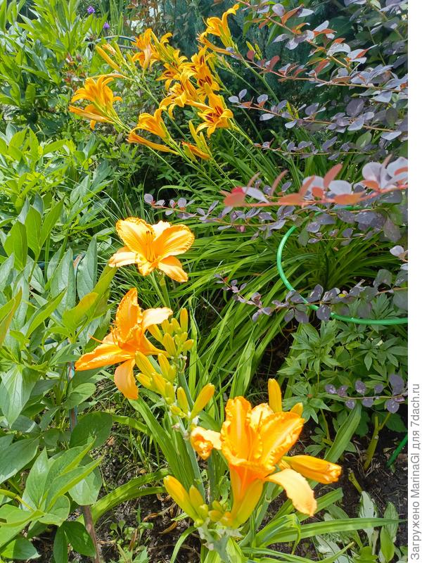 Что-то много у меня оранжевых лилейников..