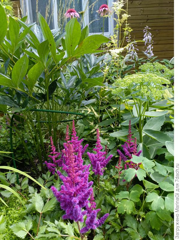 Самая темная астильба из тех что у меня растут