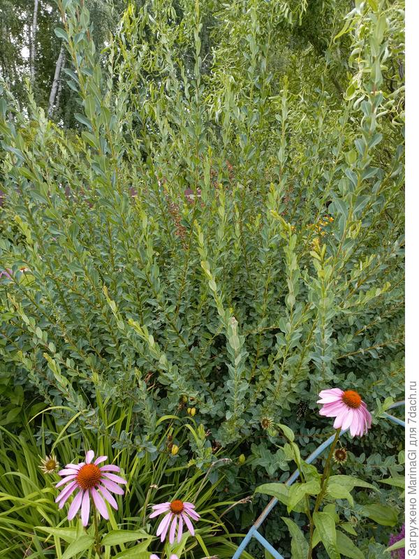 На эту солнца много попадает