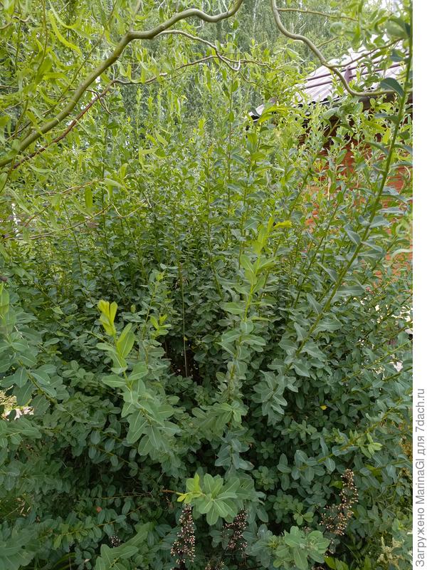 Эта в постоянной тени растет между вавилонской ивой баней