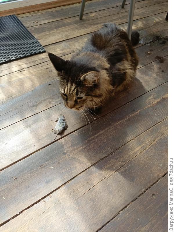 Вот! Выследил. Поймал. Принес. Бросайте свой пустышный арбуз - ешьте мясо, пока свежее!!