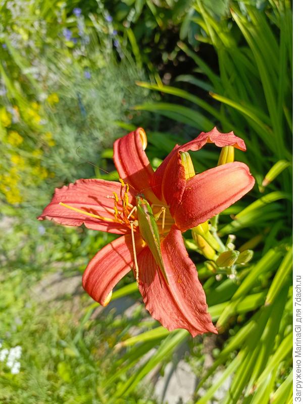 И чего этот.. зеленый.. тут расселся? Напугал!