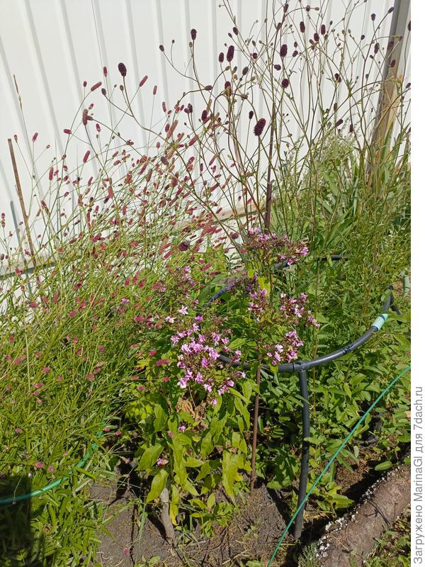 Кровохлебки, темная - Шоколад