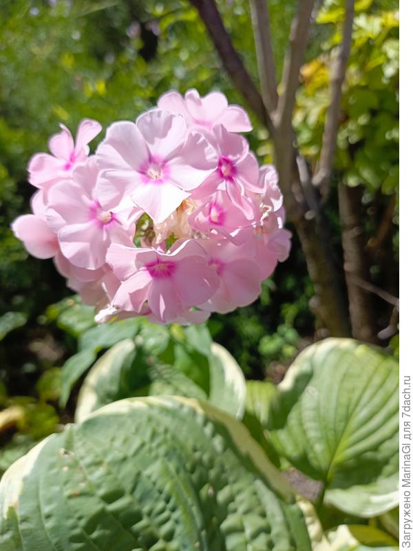 Очень милый флокс без названия, упорно растет между можжевельником и калиной.