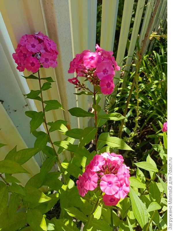 А этот яркий флокс один из первых поселился на участке - многократно пересажен и рассажен (по-возможности)