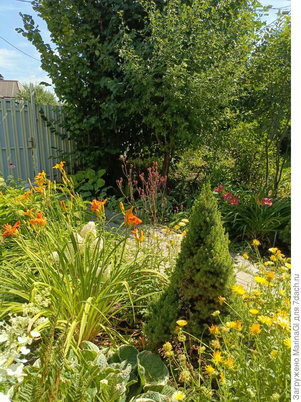 Пытаюсь показать Кровохлебку Кримсон Квин - с других ракурсов телефон ее вообще не видит, переключается на цветы