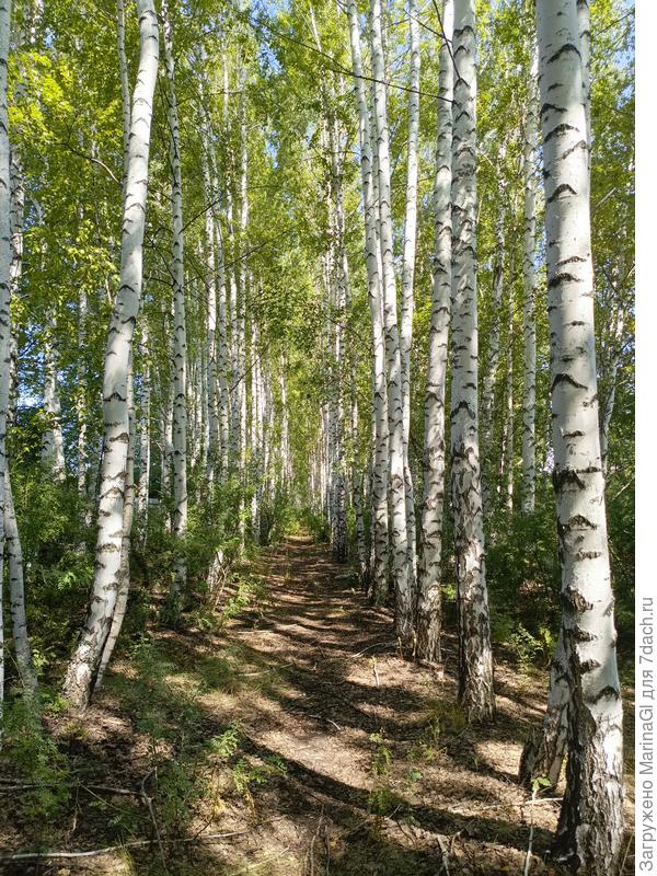 Грибов пока не видно