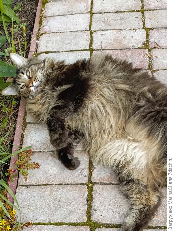 Почеши пузо и можешь пройти дальше