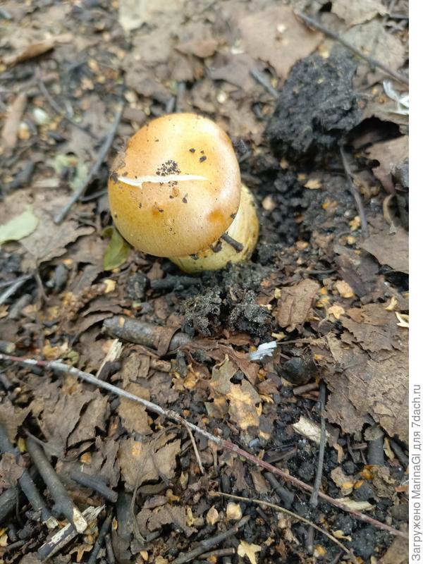 Эти сверху тоже похожи на подберезовики, но они пластинчатые - не берем! Хотя, говорят, что они условно съедобные