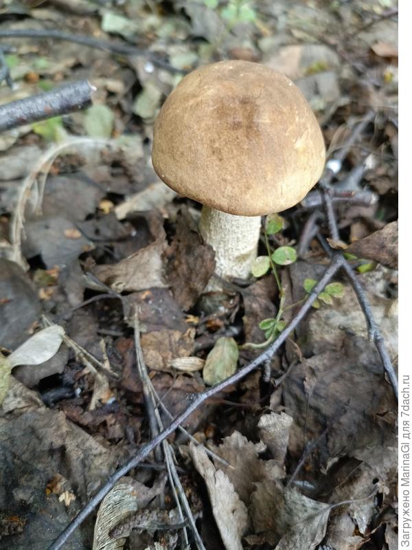 Подберезовики берем