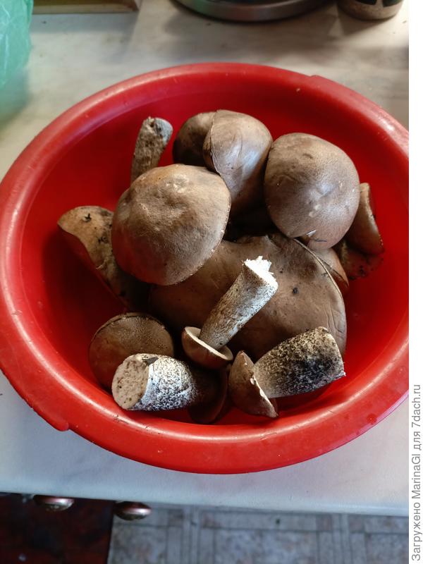 Итог семимунутной пробежки через березки, даже три белых грибочка на дорожке росли.. Но кустам вдоль дорожки даже не искала..