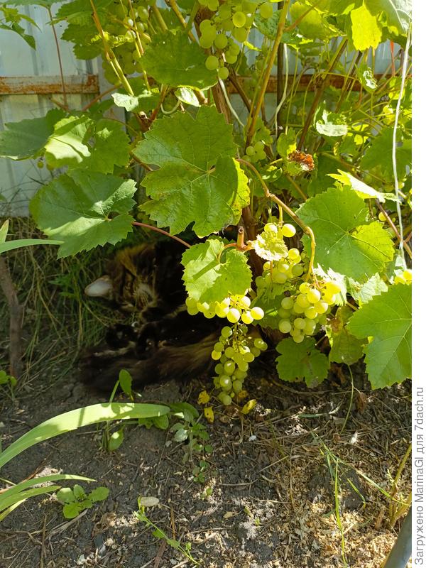 Виноград Тимур и кот Радомир - мирное сосуществование.