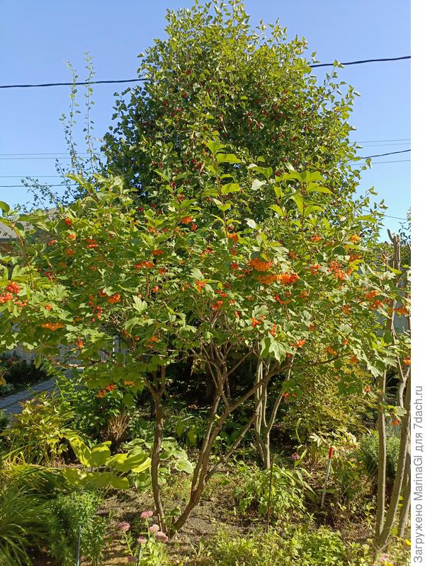 Калина и боярышник усыпаны ягодами