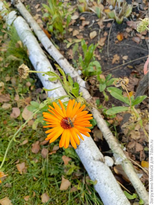 На последних ярких цветочках кто-то продолжает трудиться