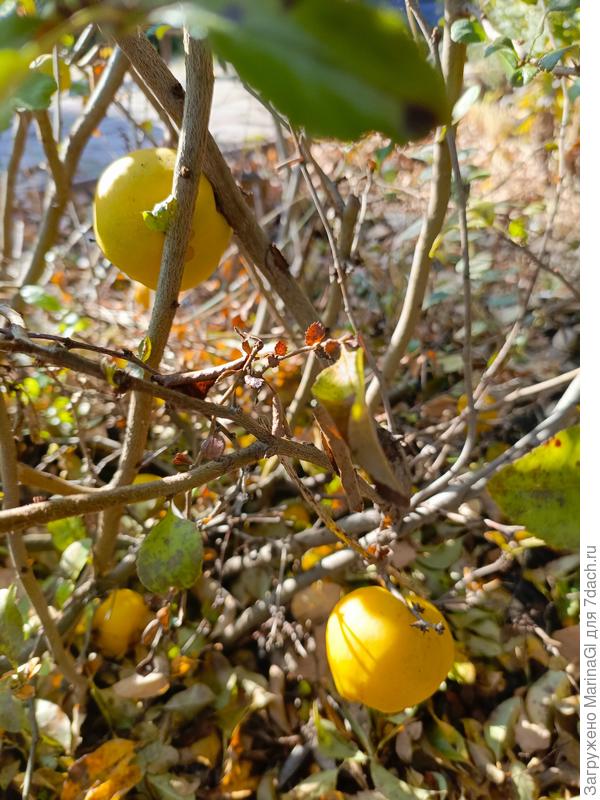 Еще одно яркое пятнышко - последние плоды на айве