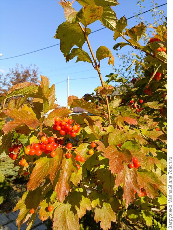 Калина "Сибирские рубины"