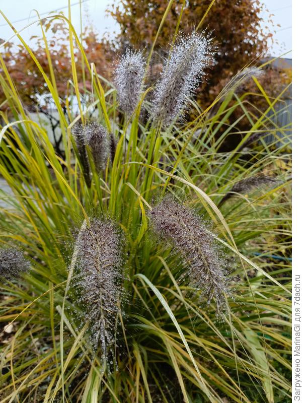 Пеннисетум слегка намок