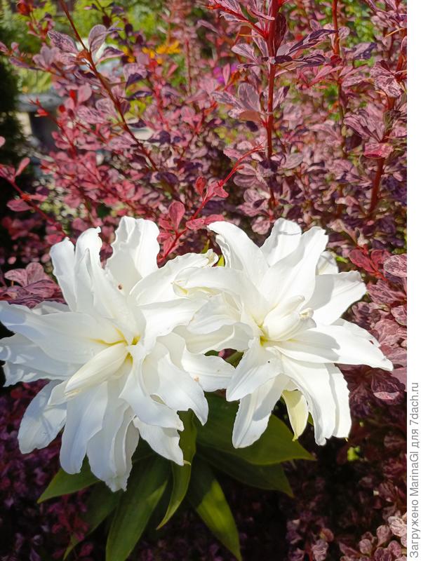 Сноуборд &amp;quot;в натуре&amp;quot;