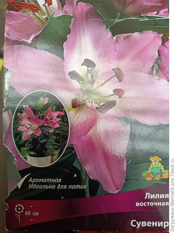 Сувенир на картинке