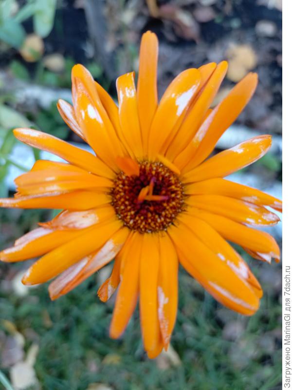 Симпатичное &amp;quot;солнышко&amp;quot; с белыми &amp;quot;мазками&amp;quot;