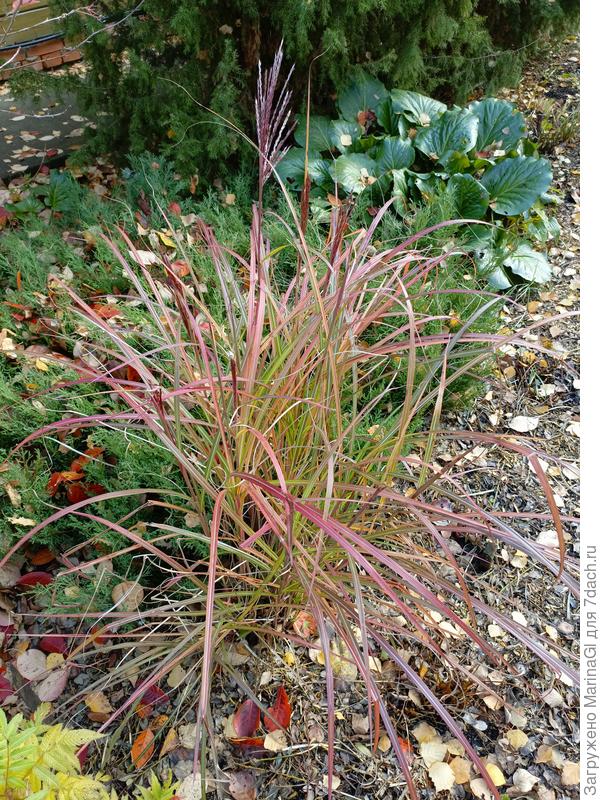 Ред Чиф все краснее и краснее