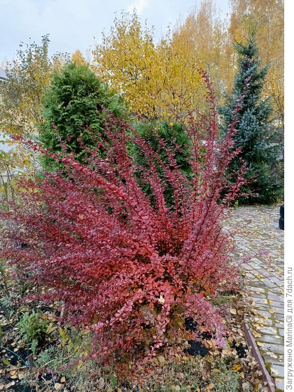 Последний необрезанный барбарис, хоть он на фоне зеленых туй и елок и желтых берез привлекает взгляд